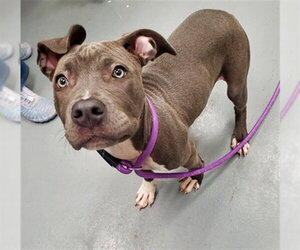 DARLIN - Female Mutt Dog for Adoption