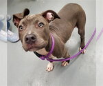 DARLIN - Female Mutt Dog for Adoption - Small photo