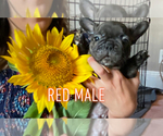 Small Photo #8 French Bulldog Puppy For Sale in MADISON, OH, USA