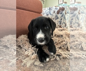 Medium Great Dane-Sheepadoodle Mix