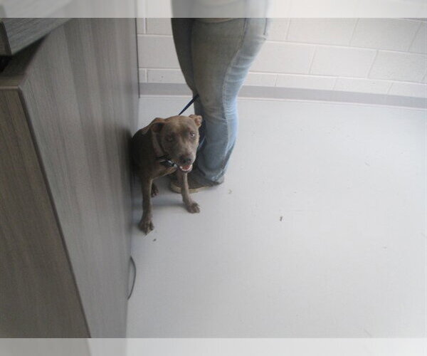 Medium Photo #1 American Pit Bull Terrier Puppy For Sale in Ocala, FL, USA