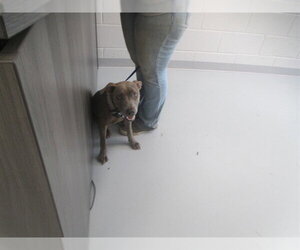 American Pit Bull Terrier Dogs for adoption in Ocala, FL, USA