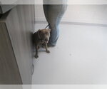 Small American Pit Bull Terrier