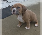 Small American Bully