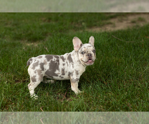 French Bulldog Puppy for sale in NAPPANEE, IN, USA