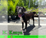 Small #7 Labrador Retriever Mix