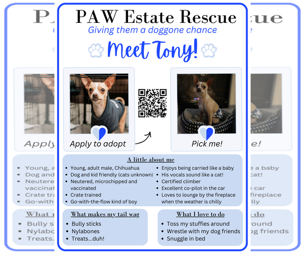 Medium Photo #6 Chihuahua-Unknown Mix Puppy For Sale in Visalia, CA, USA