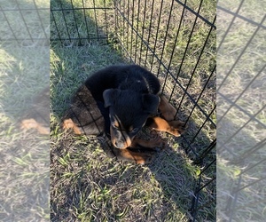 Rottweiler Puppy for sale in HARKER HEIGHTS, TX, USA