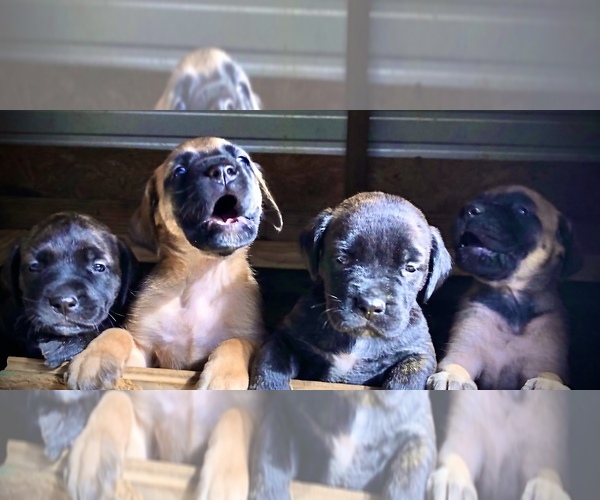 Medium Photo #1 Mastiff Puppy For Sale in BRANTLEY, AL, USA