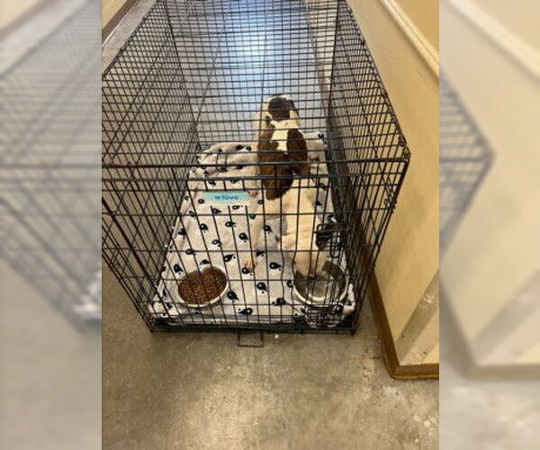 Medium Photo #1 Mutt Puppy For Sale in Texas City, TX, USA