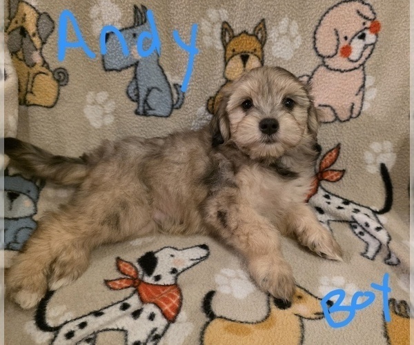 Medium Photo #10 Chizer Puppy For Sale in MONTEZUMA, GA, USA