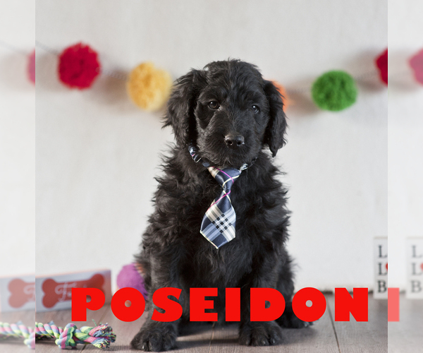 Medium Photo #2 Aussiedoodle Puppy For Sale in MONTROSE, CO, USA