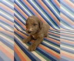 Puppy Ralph Goldendoodle