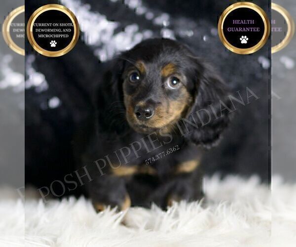 Medium Photo #1 Dachshund Puppy For Sale in WARSAW, IN, USA