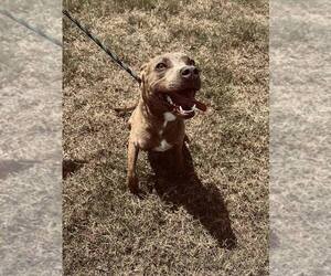 Jason - Male Mutt Dog for Adoption - Photo #5