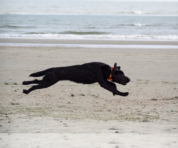 Medium Photo #31 Labrador Retriever Puppy For Sale in AIKEN, SC, USA