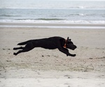 Small #30 Labrador Retriever
