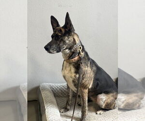 Ori - Female Holland Shepherd-Unknown Mix Dog for Adoption - Photo #2