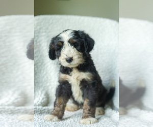 Medium Aussiedoodle-Bernedoodle Mix