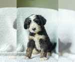 Puppy Zeus Aussiedoodle-Bernedoodle Mix