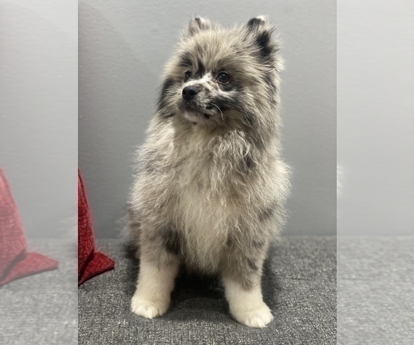 Medium Photo #1 Pomeranian Puppy For Sale in OAK LAWN, IL, USA
