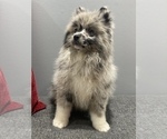 Small Photo #1 Pomeranian Puppy For Sale in OAK LAWN, IL, USA