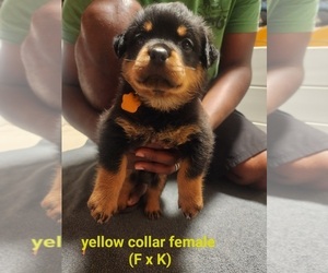 Rottweiler Puppy for sale in DOVER, AR, USA