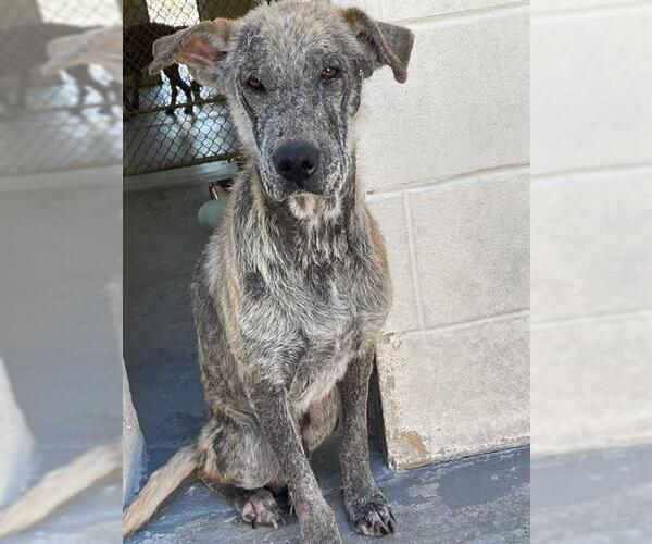 Medium Photo #1 German Shepherd Dog Puppy For Sale in Corpus Christi, TX, USA