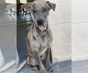 German Shepherd Dog Dogs for adoption in Corpus Christi, TX, USA