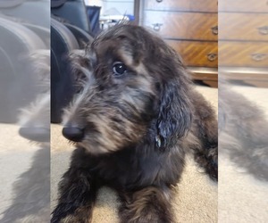 Double Doodle Puppy for Sale in CHESTER, Virginia USA