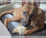 Small #3 Black Mouth Cur Mix