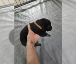 Puppy Puppy 3 German Shepherd Dog