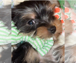 Small #1 Yorkshire Terrier