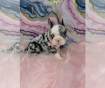 Puppy Puppy 1 French Bulldog