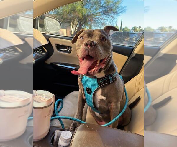 Medium Photo #3 American Bulldog Puppy For Sale in Chandler, AZ, USA