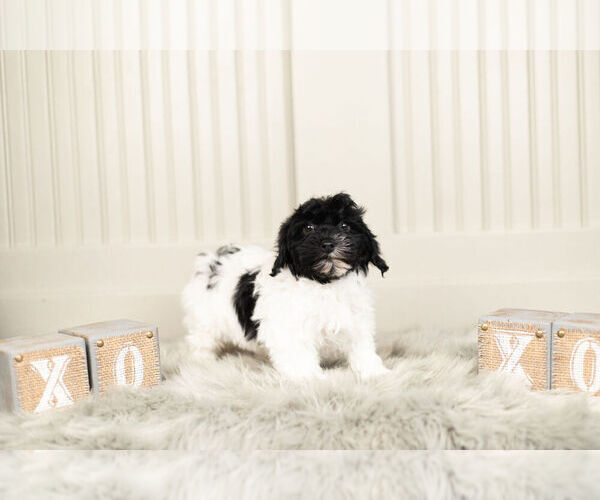Medium Photo #4 YorkiePoo Puppy For Sale in WARSAW, IN, USA
