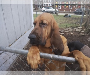 Bloodhound Puppy for sale in MIDLOTHIAN, IL, USA