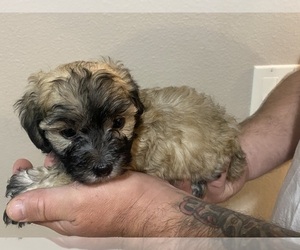 Morkie-Poodle (Toy) Mix Puppy for sale in OREGON CITY, OR, USA