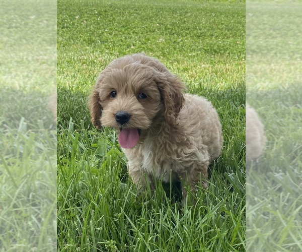 Medium Photo #2 Cockapoo Puppy For Sale in CANOGA, NY, USA