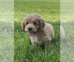 Small #1 Cockapoo