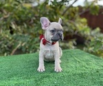 Small Photo #3 French Bulldog Puppy For Sale in PALM BAY, FL, USA
