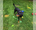 Small #8 Doberman Pinscher Mix