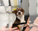 Small Chihuahua Mix