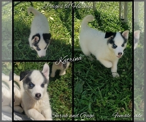 Siberian Husky Puppy for sale in BLOOMFIELD, IN, USA