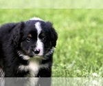 Small Photo #15 Australian Shepherd Puppy For Sale in NEWTON FALLS, OH, USA