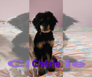 Poodle (Miniature) Dogs for adoption in Seaford, DE, USA