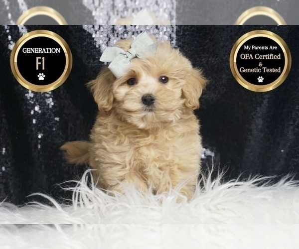 Medium Photo #6 Maltipoo Puppy For Sale in WARSAW, IN, USA