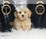 Small #5 Maltipoo