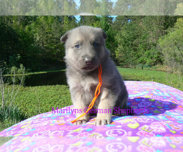 Medium Photo #4 German Shepherd Dog Puppy For Sale in PIEDMONT, MO, USA