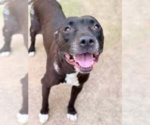Mutt Dogs for adoption in Crete, IL, USA